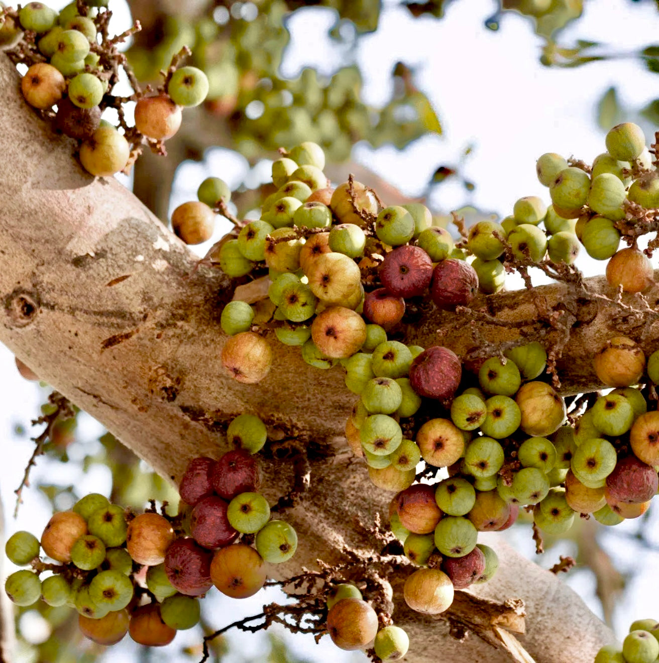 AROMATIC REED DIFFUSER SETS: Red Currant | White Peony | Woodland Fig